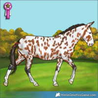 Horse Color:Bay Appaloosa 