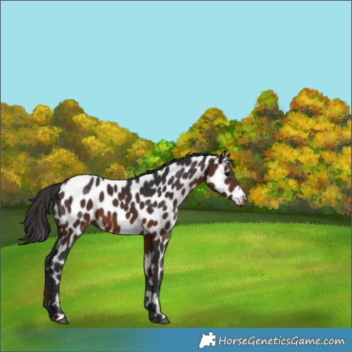 Horse Color:Brown Appaloosa 