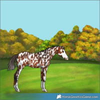 Horse Color:Bay Appaloosa 
