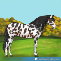 Horse Color:Brown Appaloosa