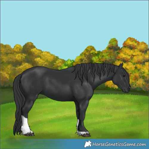 Horse Color:Black Tobiano 