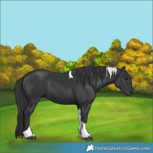 Horse Color:Black Tobiano 