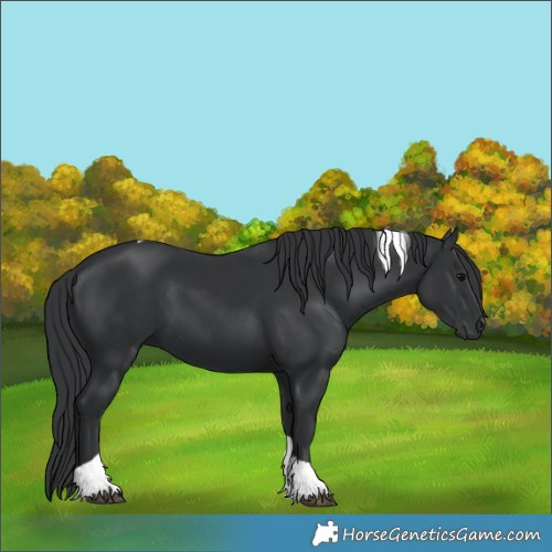 Horse Color:Black Tobiano 