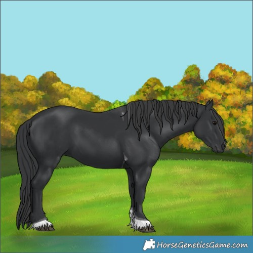 Horse Color:Black Tobiano 