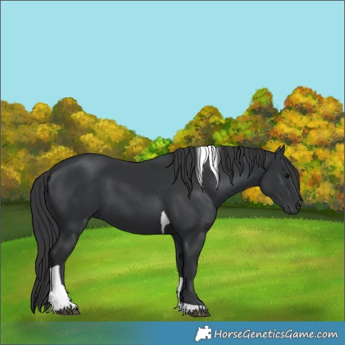 Horse Color:Black Tobiano 