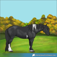 Horse Color:Black Tobiano 