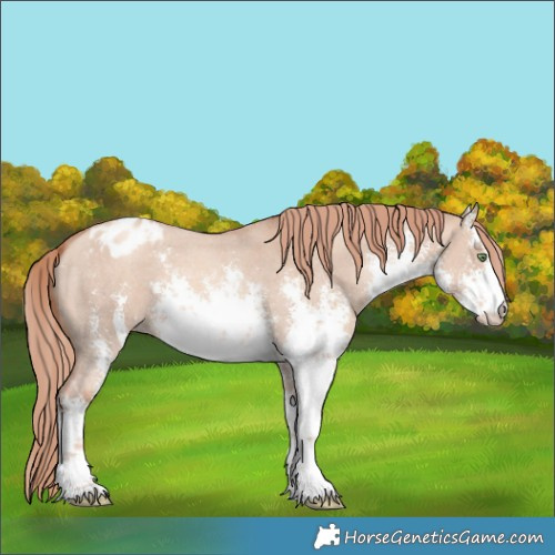 Horse Color:White Spotted Gold Champagne Dun Sabino Appaloosa