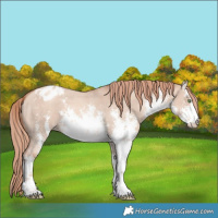 Horse Color:White Spotted Gold Champagne Dun Sabino Appaloosa