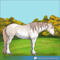 Horse Color:White Spotted Gold Champagne Dun Sabino Varnish 