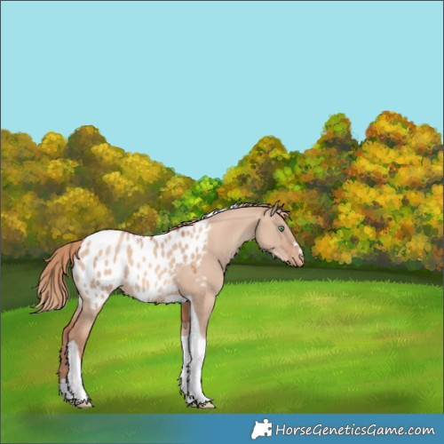 Horse Color:Gold Champagne Dun Tobiano Appaloosa 