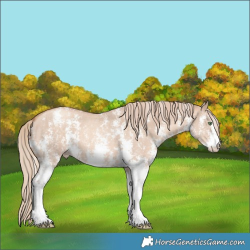 Horse Color:Gold Champagne Dun Sabino 