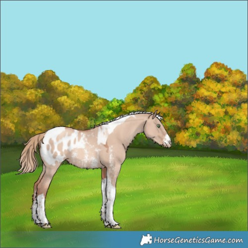 Horse Color:Gold Champagne Dun Sabino Tobiano Appaloosa 