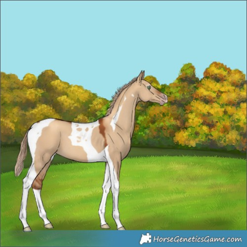 Horse Color:Gray Gold Champagne Dun Tobiano 
