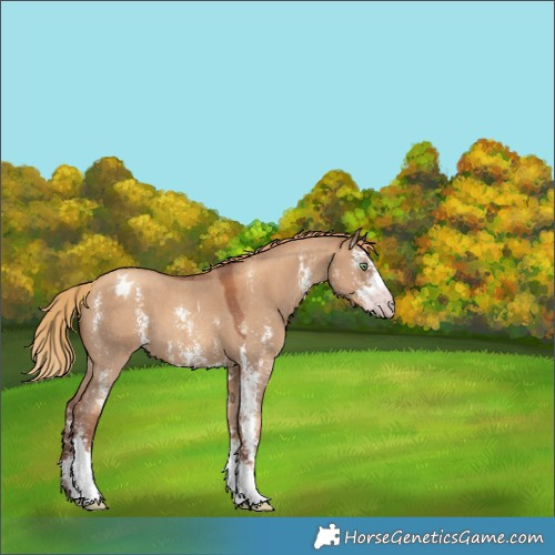 Horse Color:Gray Gold Champagne Dun Sabino Appaloosa 