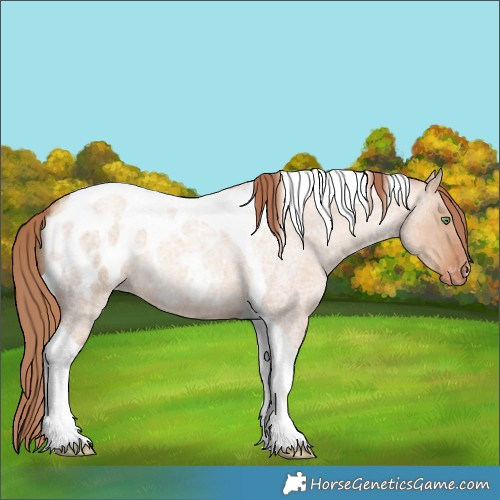 Horse Color:Gold Champagne Roan Dun Tobiano Appaloosa 