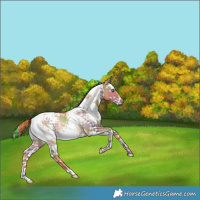 Horse Color:Painted Nacre Red Dun Splash Tobiano Rabicano 