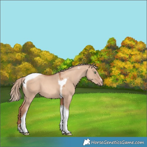 Horse Color:Gold Champagne Dun Tobiano 