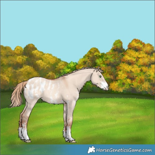 Horse Color:Gold Champagne Dun Sabino Appaloosa 