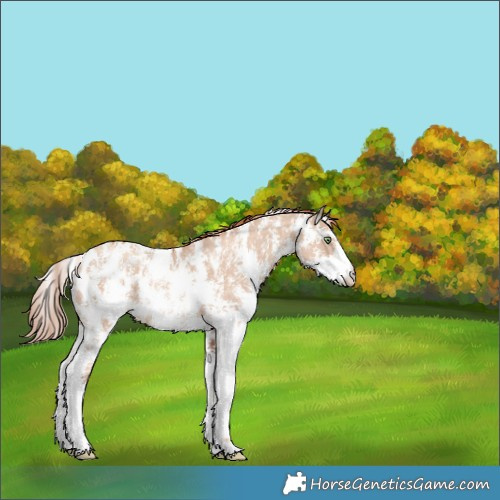 Horse Color:Gold Champagne Dun Sabino Blanket 