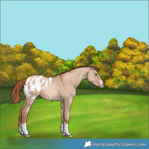 Horse Color:Gold Champagne Dun Sabino Tobiano Appaloosa 