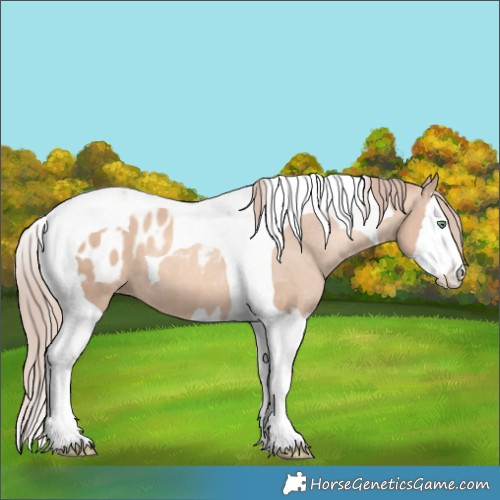 Horse Color:Gold Champagne Dun Splash Tobiano Appaloosa 