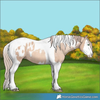Horse Color:Gold Champagne Dun Splash Tobiano Appaloosa 