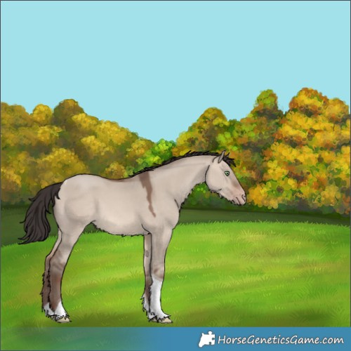 Horse Color:Sable Champagne Dun Tobiano 