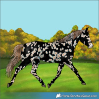 Horse Color:Red Dun Near Leopard 