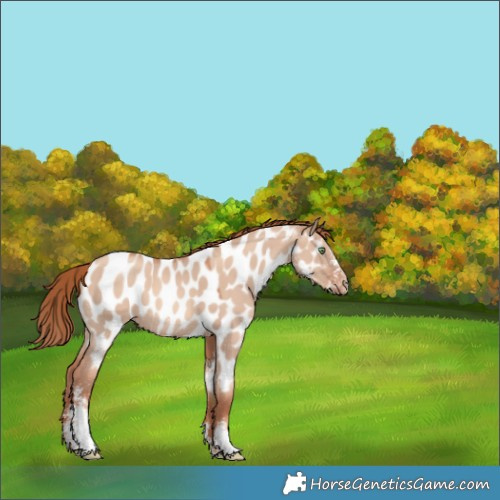 Horse Color:Gold Champagne Dun Sabino Appaloosa 