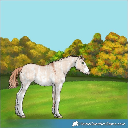 Horse Color:Gold Champagne Dun Sabino 