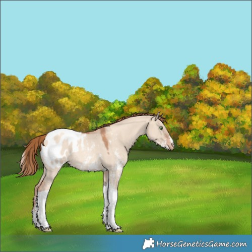 Horse Color:Gold Champagne Dun Sabino Tobiano Blanket 