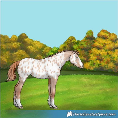 Horse Color:Gold Champagne Dun Sabino Appaloosa 