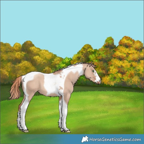 Horse Color:Gold Champagne Dun Tobiano Appaloosa 