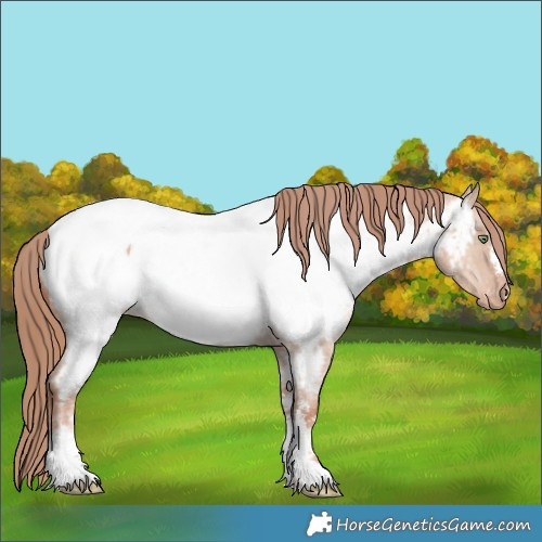 Horse Color:Gold Champagne Dun Sabino Near Fewspot 