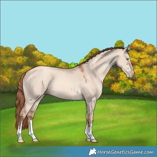 Horse Color:Gold Champagne Dun Sabino