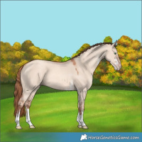 Horse Color:Gold Champagne Dun Sabino 