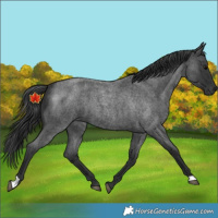 Horse Color:Unknown 