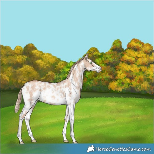 Horse Color:Gold Champagne Dun Sabino 