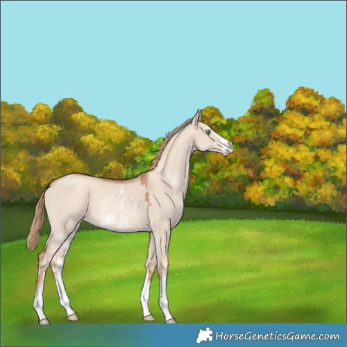 Horse Color:Gold Champagne Dun Sabino 