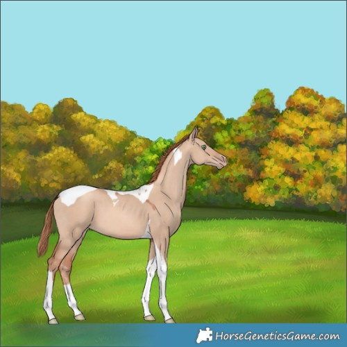 Horse Color:Gold Champagne Dun Tobiano 