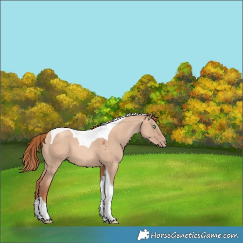 Horse Color:Gold Champagne Dun Tobiano 