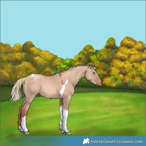 Horse Color:Gold Champagne Dun Tobiano Varnish 