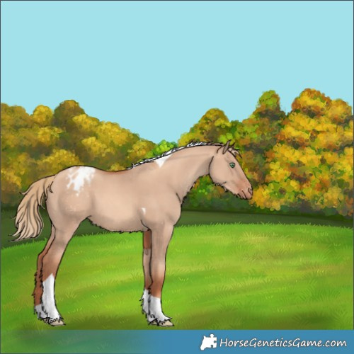 Horse Color:Gold Champagne Dun Tobiano Varnish 