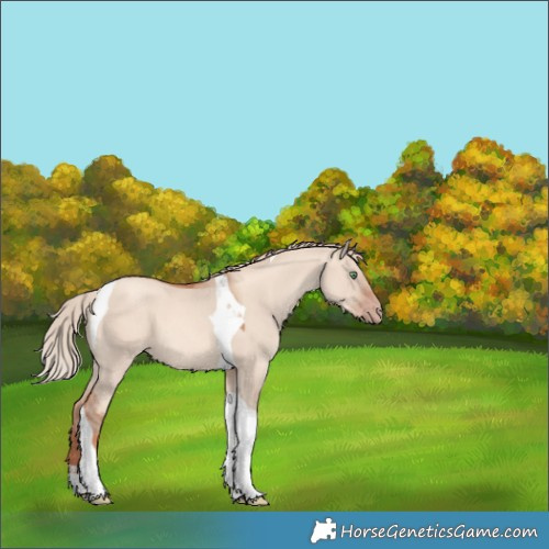Horse Color:Gold Champagne Dun Tobiano 