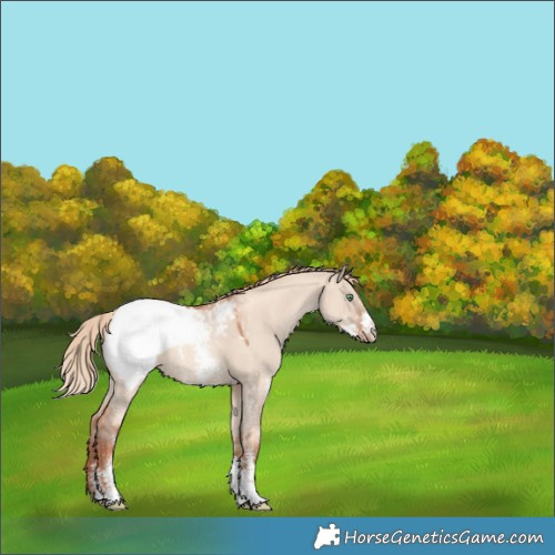 Horse Color:Gold Champagne Dun Sabino Snowcap 