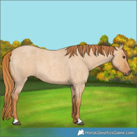 Horse Color:Red Dun Roan 