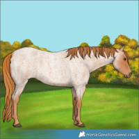 Horse Color:Red Roan 