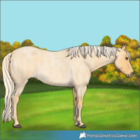 Horse Color:Palomino Roan 