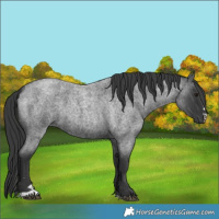 Horse Color:Blue Roan 