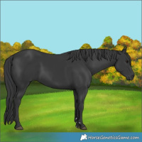 Horse Color:Black 